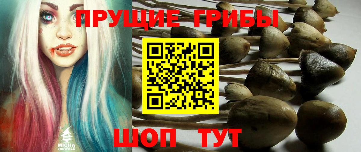 Галлюциногенные грибы Psilocybine cubensis Сланцы